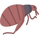 Puces