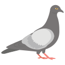 Pigeons